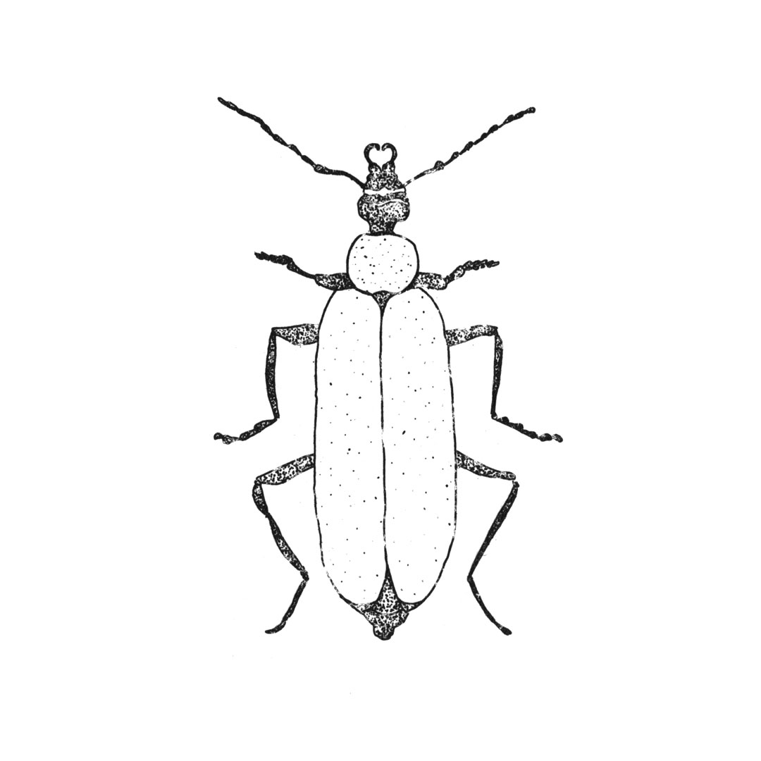 7INSECTES2019 (8)